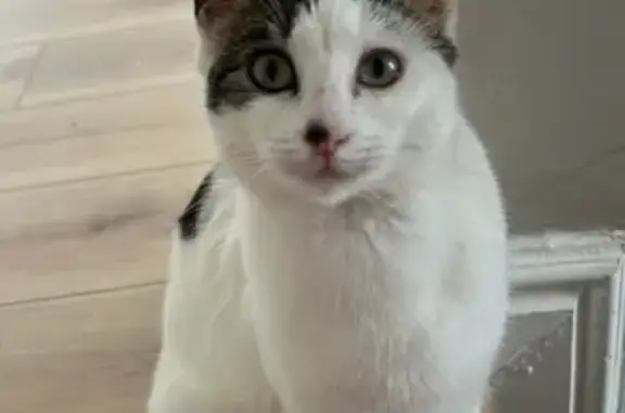 Lost cat, female, Jasmyn Street, 6, Cape Town, Lansdowne — white coat with brown spots - photo