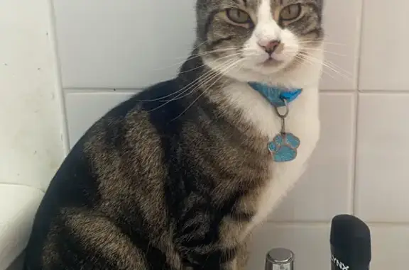 Lost male cat, Porchester Close, 26, Brixton — brown-and-white tabby - photo