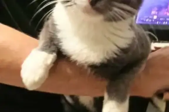 Gato perdido, Rua Duarte Teixe...