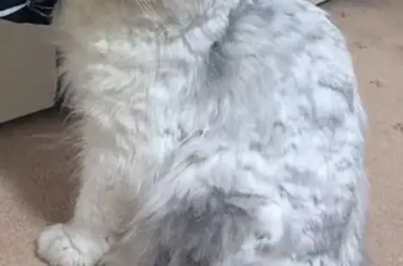 Lost pets Maribyrnong, photo: Lost male cat, South Road, 39A, Maribyrnong City, Maribyrnong — grey hair