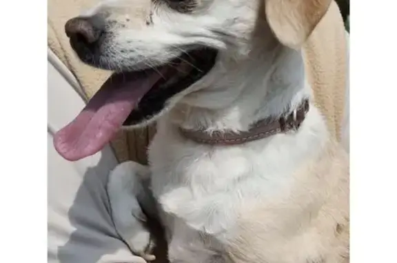 Animales perdidos Ciudad Nezahualcoyotl, foto: Perro perdido, Avenida de las Torres, 184, Ciudad Nezahualcoyotl — collar café de cuero y manchas de edad
