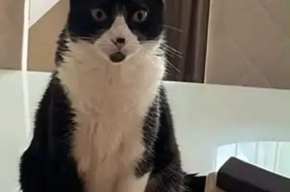 Gato perdido, macho, Condomíni...