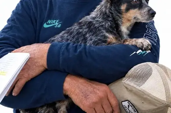 Lost female dog, 36th Street, 1111, Galveston — chihuahua/blue heeler mix - photo