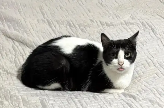 Búsqueda de mascotas, foto: Gato perdido, Palmilla 1444, Ciudad de México, Iztapalapa — ojos verde amarillento