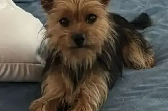 Lost dog, Southwest 51st Circle, Ocala — female Yorkshire Terrier with a tan face - photo