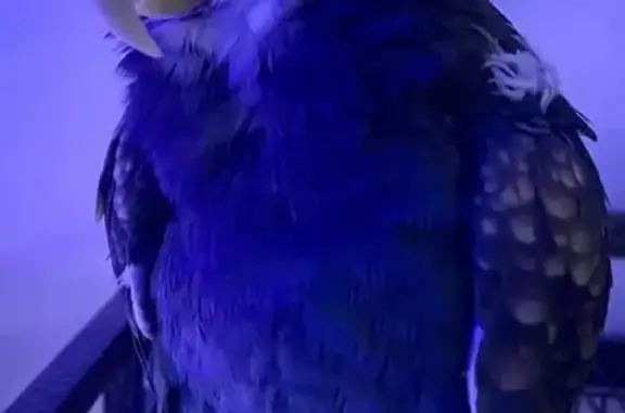 Lost Bird, male, 24th Parkway, Kensington Park, Sarasota — white head and blue body - photo