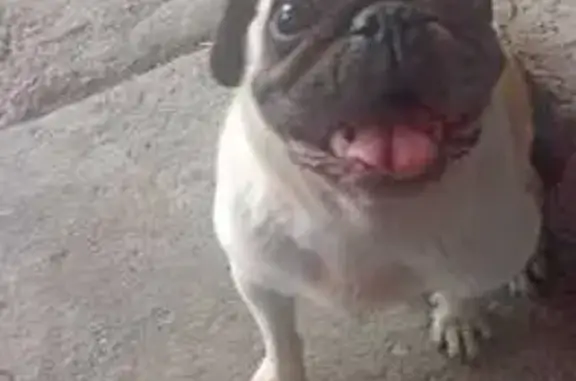 Búsqueda de mascotas, foto: Encontrado perro macho, Avenida Arca de Noe, Mz 1, Chimalhuacán, Santa Maria Chimalhuacan — pug adulto con una patita lastimada