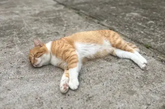 Gato perdido, Rua Zulmiro Gome...
