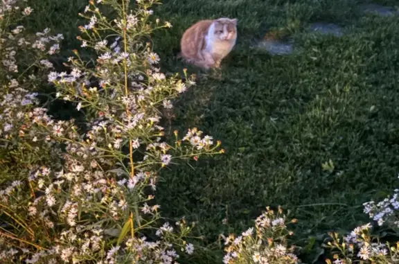 Found cat, Washington Boulevard, 625, Hoffman Estates — four cats seen in the yards - photo