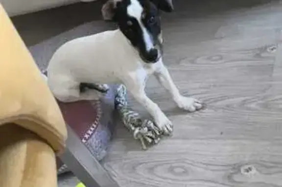 Rita es un cachorro cruce de bodeguero, tiene 4 meses. Se escapó del arnés cuando intentaba tranquilizarla, porque se asustó de un ruido muy fuerte. Es muy buena, muy noble, pero está muy asustada y salió a correr huyendo de los ruidos. Por favor, ayudadnos a encontrarla.