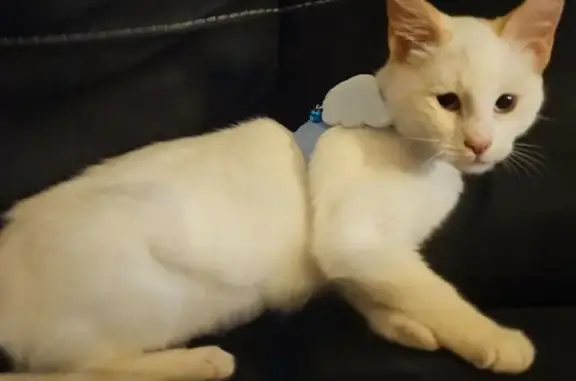 White siamese mix kitten, red point ears, no collar, light blue eyes. Cannot meow too loudly due to her chronic allergies, very quiet but purrs strong.