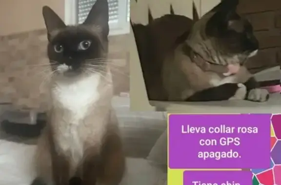 Gato perdido, hembra, La Línea de la Concepción, Andalucía, Algeciras — patitas blancas - photo