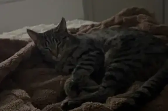 Lost cat, male, Parklands Crescent, 27, Onkaparinga, Brighton — shy grey cat with dark spots - photo