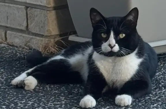 Lost male cat, Cambridge Street, Brisbane, Ipswich - white face and yellow-green eyes - photo