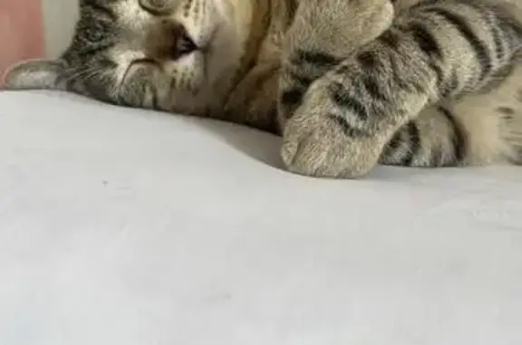 Gato perdido, Calle Brenes, Sevilla — responde al nombre de Ariel - photo