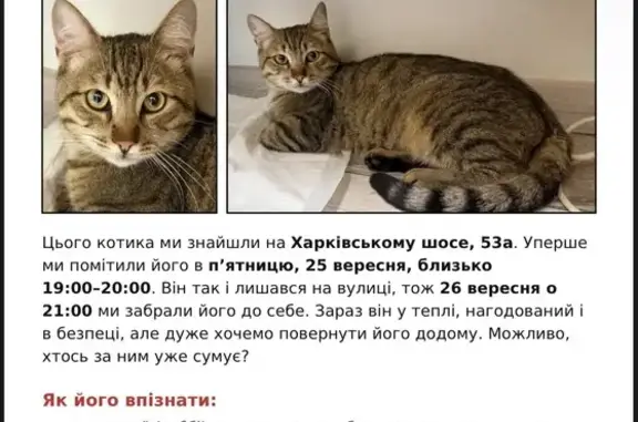 Знайдена кішка, Харківське шосе, 53-А, Київ — хлопчик, табі з чорними лапками - photo