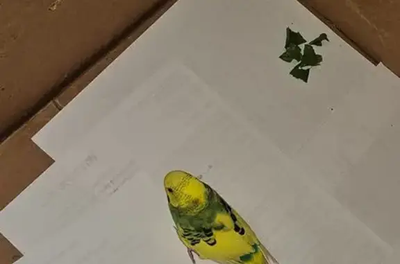 Found bird, Fuller Street Sout...