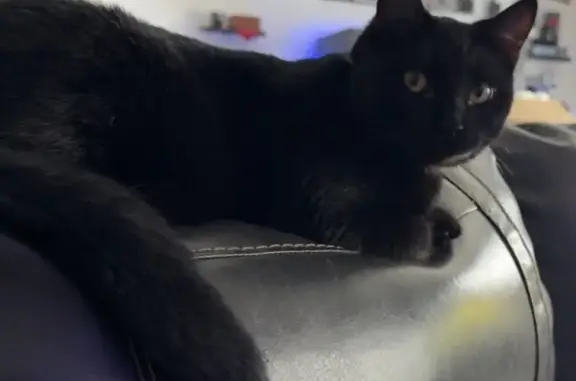 Lost male cat, North 680 West, 1363, Tooele — slender with a dark midnight-black coat - photo