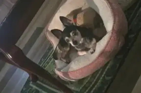 Lost dog, County Road G, Town of Armenia, Nekoosa — shy 15-year-old Chihuahua - photo