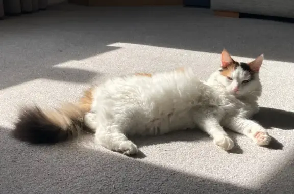 Lost cat, Rutland Road, England — female with distinctive calico markings - photo