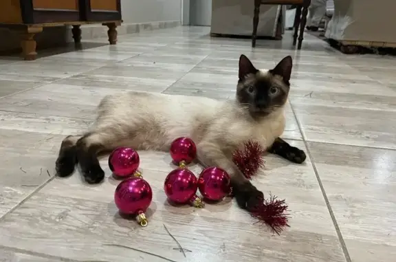 Lost male cat, Windmeul, Western Cape, Paarl — no tail and beautiful blue eyes - photo