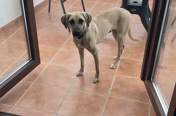 De color beige/arena. Collar verde con número de teléfono. Perra muy tímida. No se deje atrapar.