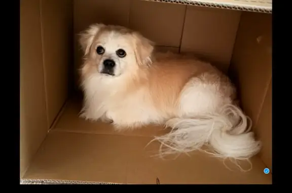 Lost dog, South Halsted Street, 7100, Chicago — male with a white forehead stripe - photo