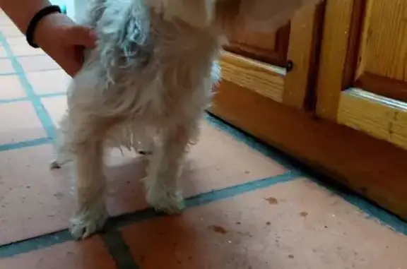 Wrll groomed female Yorkie found close to HS Gimnasium