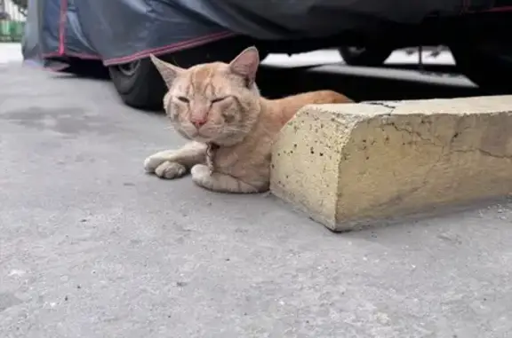 Gato encontrado, Avenida las G...