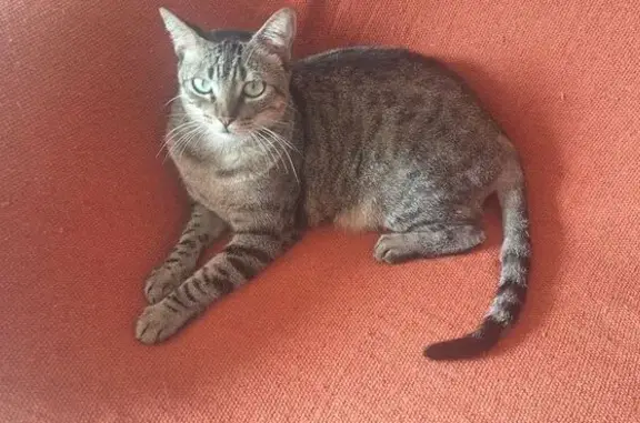 Gato perdido, fêmea, Rua Padre...