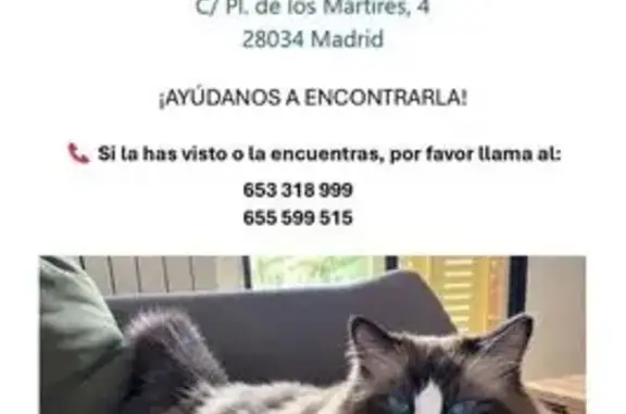 Gato perdido, hembra, Plaza de los Mártires, 4, Madrid — ojos azules - photo