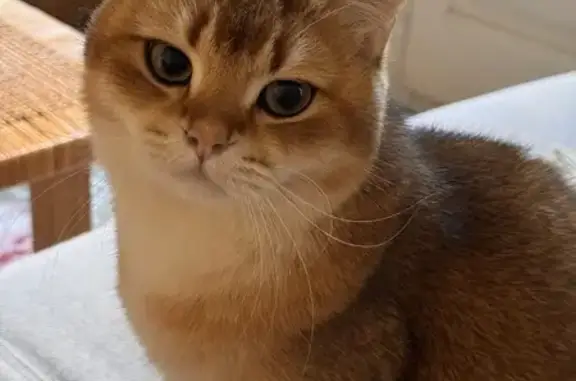 Gato British de 2 años, asustadizo y dócil, perdido en la zona playera de Castelldefels el 29/09 por la noche. No lleva collar, pero tiene microchip. 647 968 722