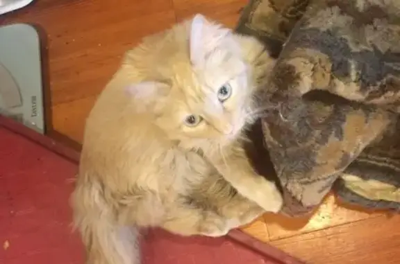 Lost female cat, Plamondon Road, Wheaton — orange and microchipped - photo