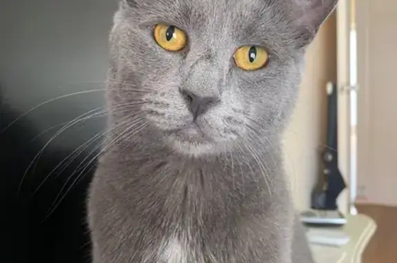 Lost pets Onkaparinga, photo: Lost cat, female, Esplanade, 44, Adelaide, Onkaparinga — grey with white chest