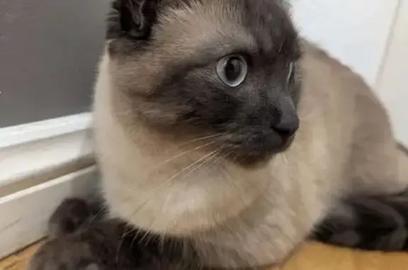 Lost pets Sydney, photo: Lost female cat, Beale Street, Liverpool City Council, Sydney — Siamese