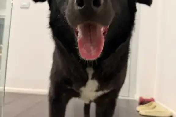 Lost pets Brighton, photo: Lost male dog, Carpenter Street, 96, Bayside, Brighton — black and white Border Collie