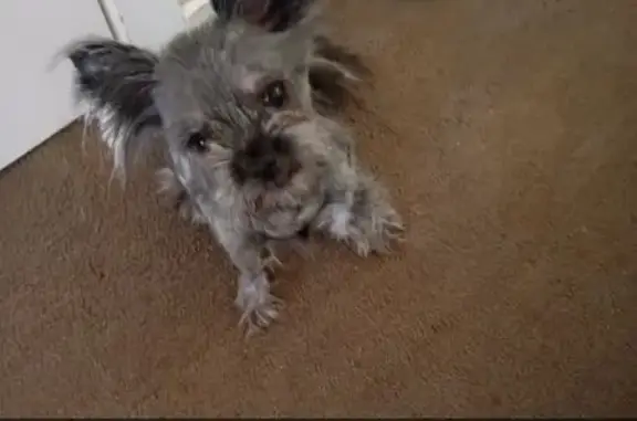 Lost female dog, Armstrong Road, Wyndham City, Melbourne — grey/black, recently shaved, epilepsy - photo