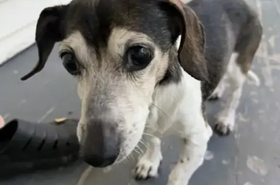 Lost female dog, Owasco Road, 7092, Auburn, Arlington — 15-year-old dachshund named Jenny - photo