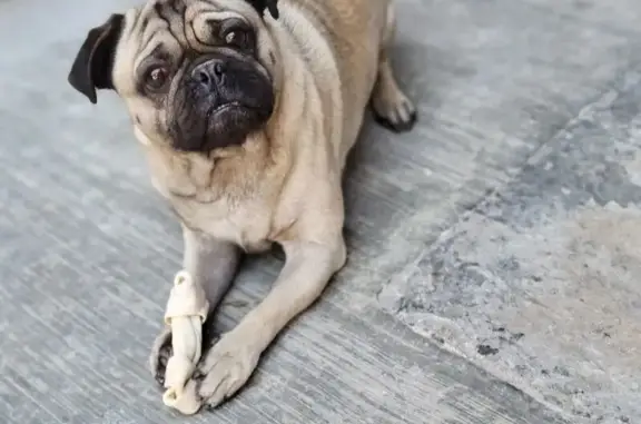 Perros perdidos, Mexico City, foto: Perro perdido macho, Calle Amixtli, 359, Chimalhuacán, Mexico City — carácter dócil