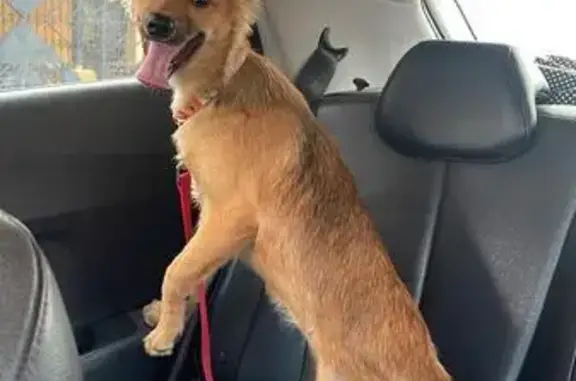 Cachorro perdido, Rua da Sauda...