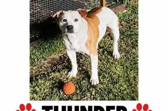 Lost pets Blacktown, photo: Lost dog, Robina Street, Sydney, Blacktown