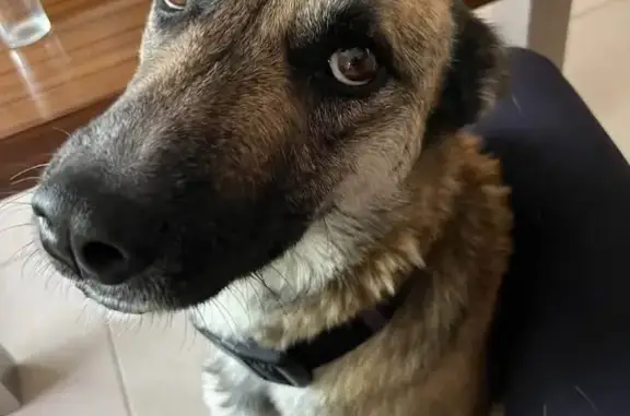 Perro perdido macho, Privada T...