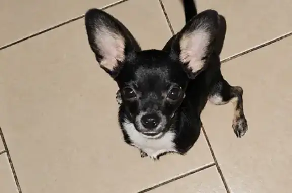 Perdido perro macho, Avenida C...