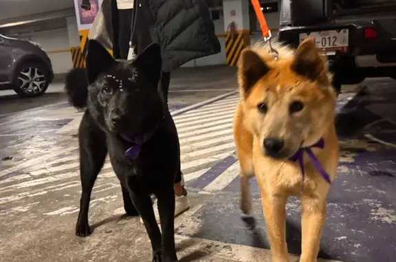 Búsqueda de mascotas, foto: Perro encontrado, hembra, Avenida Altavista, 264, Ciudad de México, Alvaro Obregon — pelaje negro y dorado
