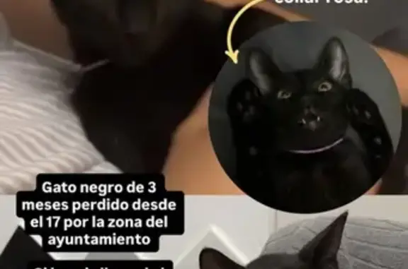 Gato perdido, Avenida de Cádiz, 34, Los Palacios y Villafranca, Murcia — negro, de unos 4 meses - photo