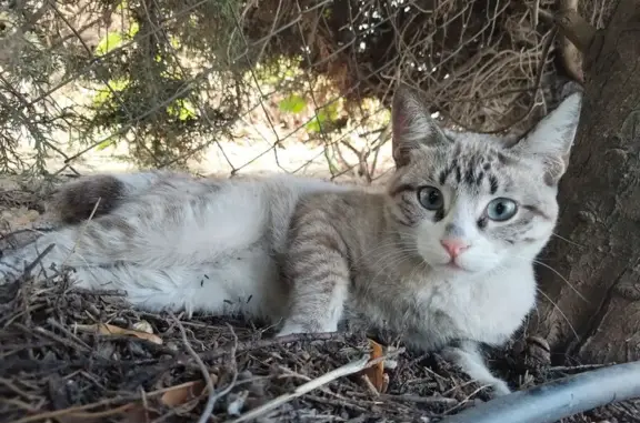 Gato encontrado, Calle Hermano...