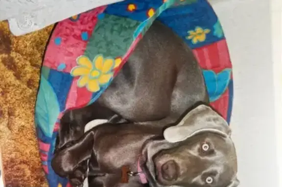 Lost female dog, Erskine Street, Georges River Council, Sydney - photo