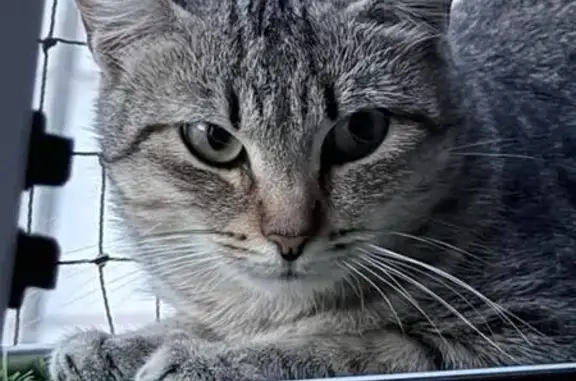 Gato encontrado, Calle Abén al...