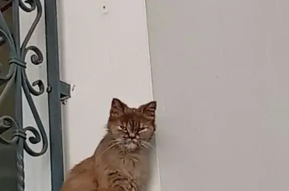 Gato perdido, hembra, Calle el Naranjo, Andalucía, Almeria — ojos amarillos - photo