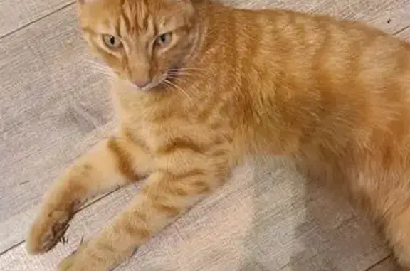 Gato naranja, amigable aunque tímido. Atiende a su nombre. Perdido camí can saví. Tememos que vuelva a San Rafael donde nació